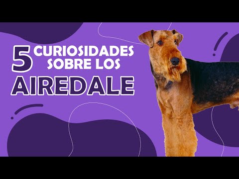 🐶¿Conoces al Airedale? Estas 5 curiosidades te van a enamorar