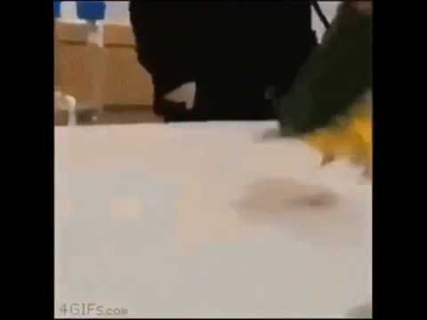 تحشيش حبايبنه مشن وكروب سدنه تموت ضحك