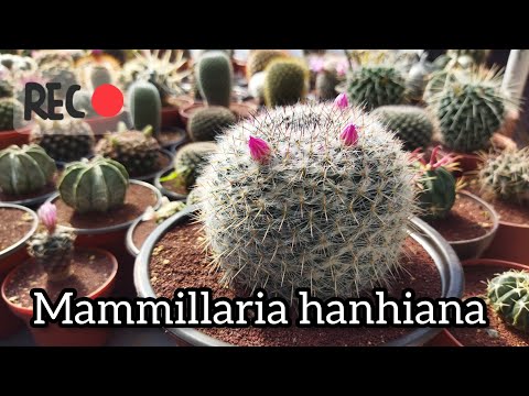 Video: Informacion Mammillaria - Mësoni rreth Rritjes së Bimëve të Kaktusit Mammillaria