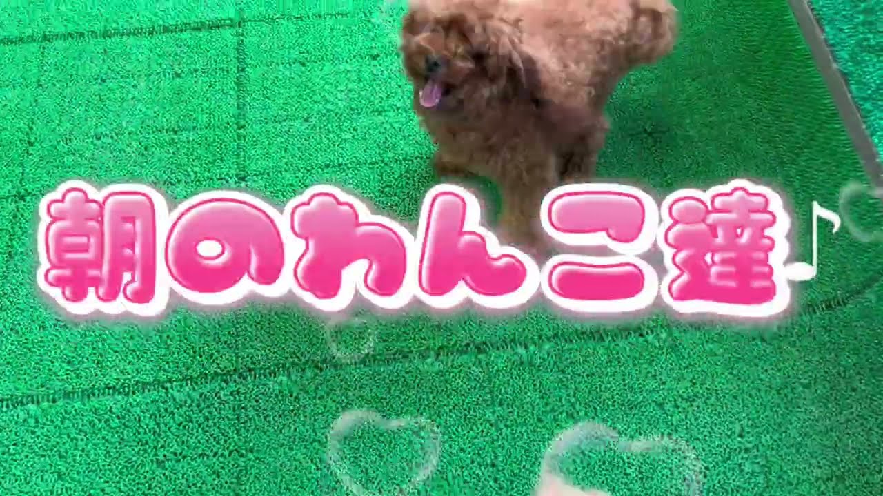 20260903 ダックペットサービス 朝のわんこ達 - YouTube