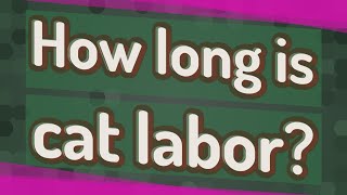 How long is cat labor?