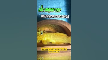 Cá Pleco L144A đẻ trứng nuôi con, tranh thủ thu hoạch cá con - Nuôi cá dưỡng tâm