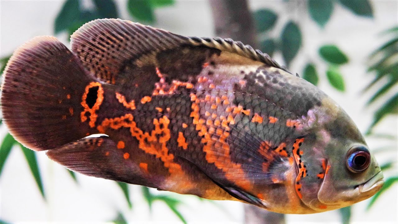 omega one fish food review! VS Cobalt, Northfin, and the winner is