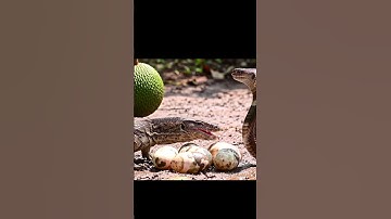 The Egg-Snatching Battle: When the Cobra Meets the Angry Monitor Lizard