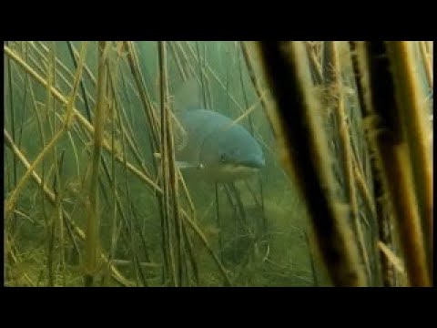 ПОДВОДНАЯ ОХОТА НА АМУРА!!! День когда я стал королем промахов!!!!!