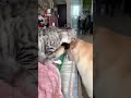 Cat vs dog