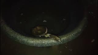 Gua pertapan lereng gunung Arjuna