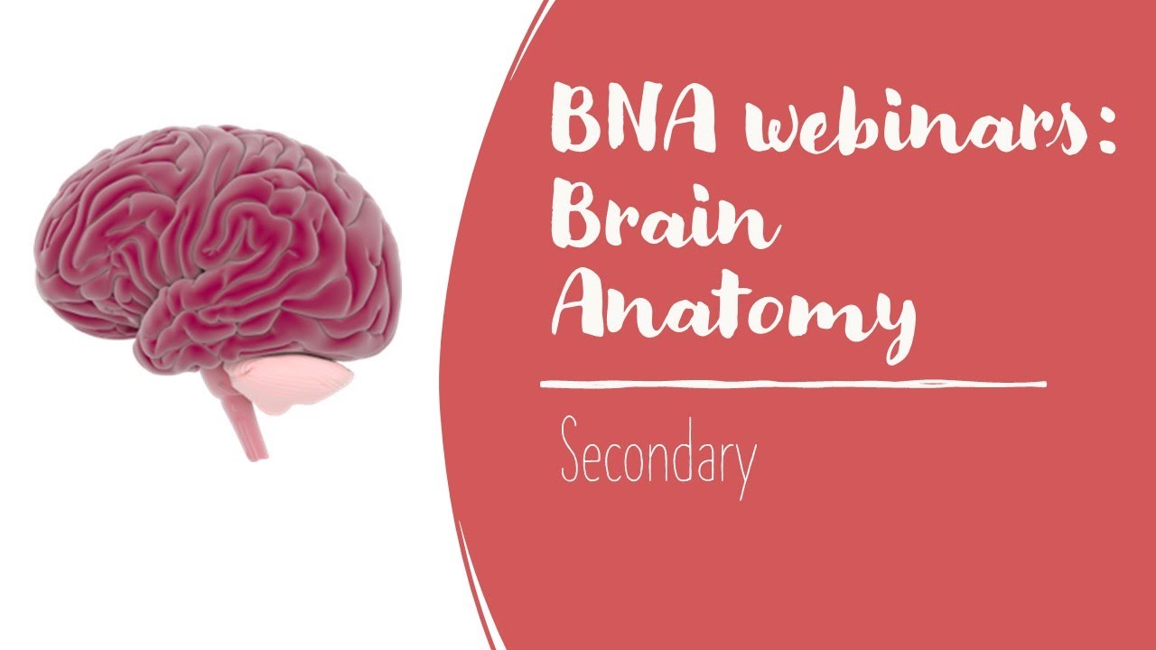 Brain Anatomy Webinar - Secondary - YouTube