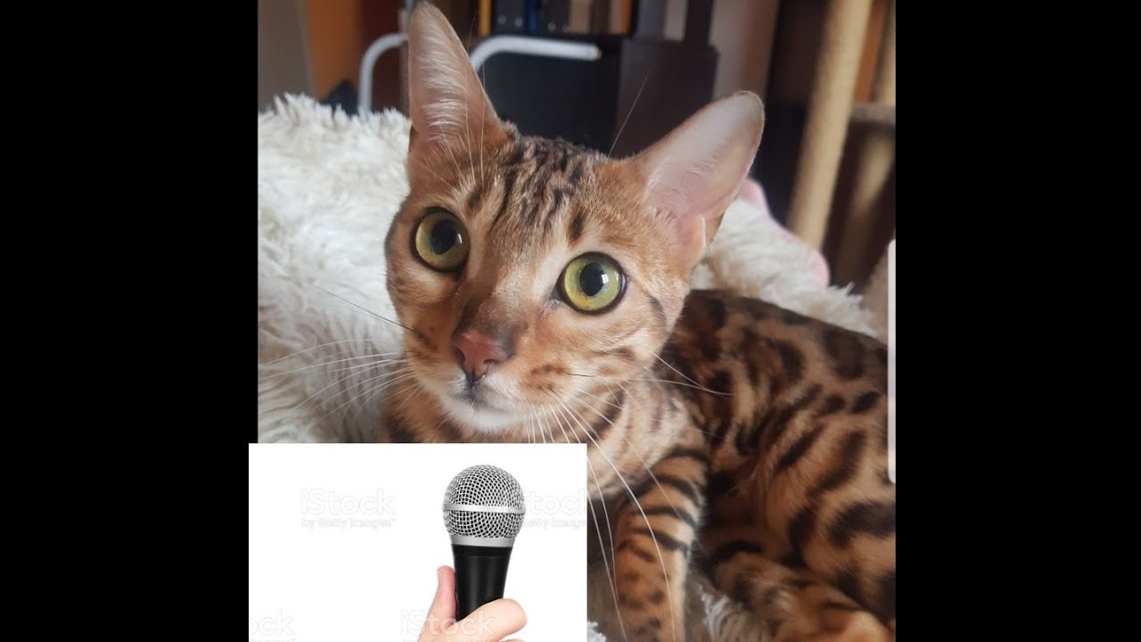 Интервью и знакомство с бенгальской кошкой Цири!Interview and acquaintance with the Bengal cat Ciri!
