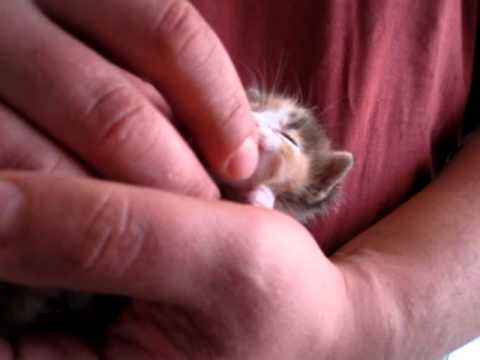 cute baby cat is purring