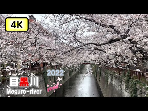 [2022花見] 目黒川 Meguro River, Tokyo [Cherry Blossom (Sakura) ]