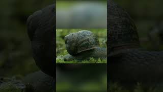 3 Mind-Blowing Facts About Snails You Never Knew Existed #shorts #animals #facts