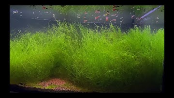 GUPPY AQUARIUM | My Guppy Fish Tank With Java Moss | 28.11.2022