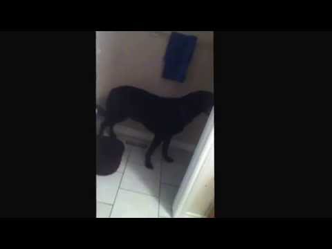 My big puppy Leo hiding in my bathroom during a thunder storm