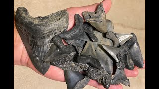 Shark Tooth Haul