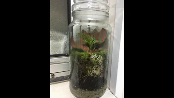 O que podemos aprender com o terrário?