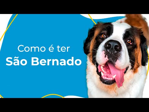 Vídeo: Como Alimentar O São Bernardo