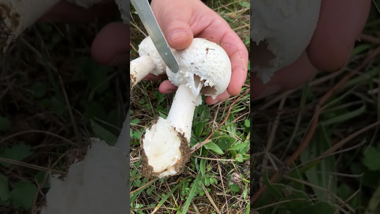 Agaricus arvensis OTTIMO🍴 - Pillole di Micologia - Conoscere i Funghi con Giacomo Jack Isp.Micologo