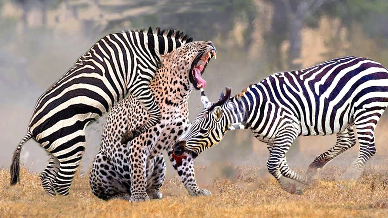 Hunters Become The Prey! Zebra Provoke Anger To Destroy Leopard Very ...