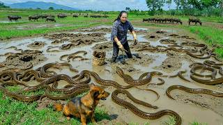 Harvest Eels From The Rice Fields Go To Market Sell– Cook Braised Eel With Green Bananas And Tofu