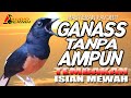 MURAI BATU SUPER G4NASS | MASTERAN DAN PANCINGAN TERBAIK | shama bird singing | shama white rumped