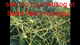Paano maging malusog at balot free Ang bunga ng mga mangga #mangga #guimarasmanggo
