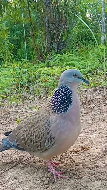 suara burung terkukur kuk 1 suara lantang