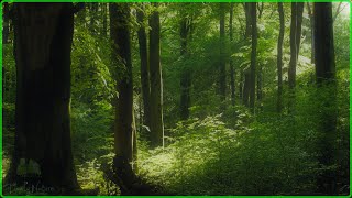 🌳 Relaxing Nature Sounds For Stress Relief, Bird Song, Forest Sounds