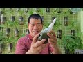 HOW TO MAKE OREGANO PESTICIDE: PANTABOY NG UOD