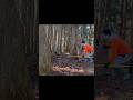 【雄猪の突進！！】イノシシのフェイントからの突進！！【狩猟】 #wildboar #animals #イノシシ
