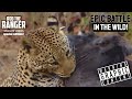 Leopard Catches A Warthog | Rob The Ranger Special Edition