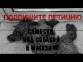 В новосибирском магазине сотрудник убил собаку