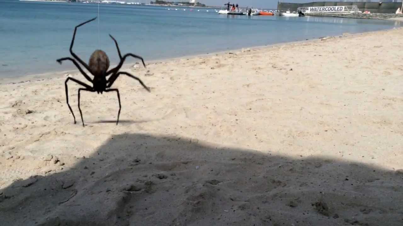 Huge spider at the beach! YouTube