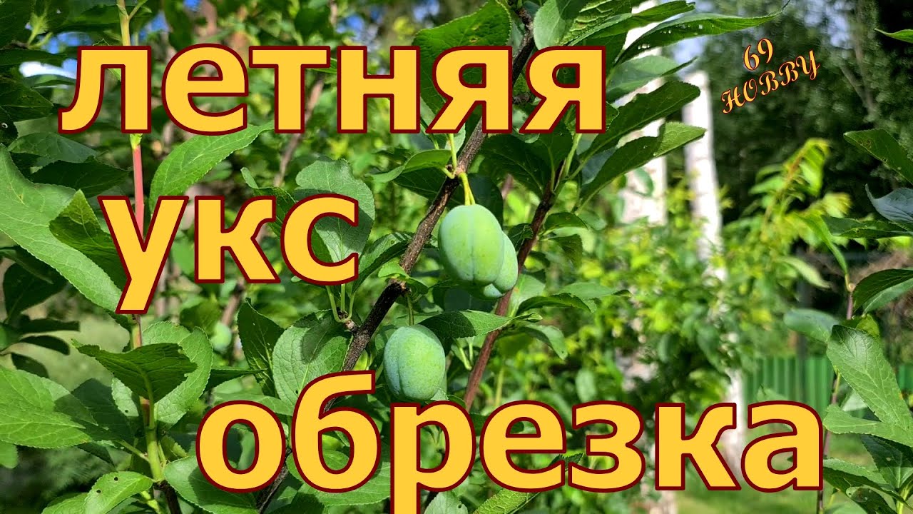 УСЛОВНО - КОЛОННОВИДНАЯ СЛИВА! Тонкости летней обрезки! Формируем крону