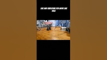 I Gave My Cats Catnip 😂 #cats #cat #catnip #animals #animal #fyp #shorts #like #subscribe