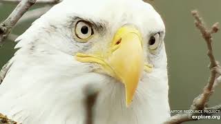 Decorah North Eagles,Closeup Of Majestic Mr North&amp;Eagle Clash On Nest 11/3/19