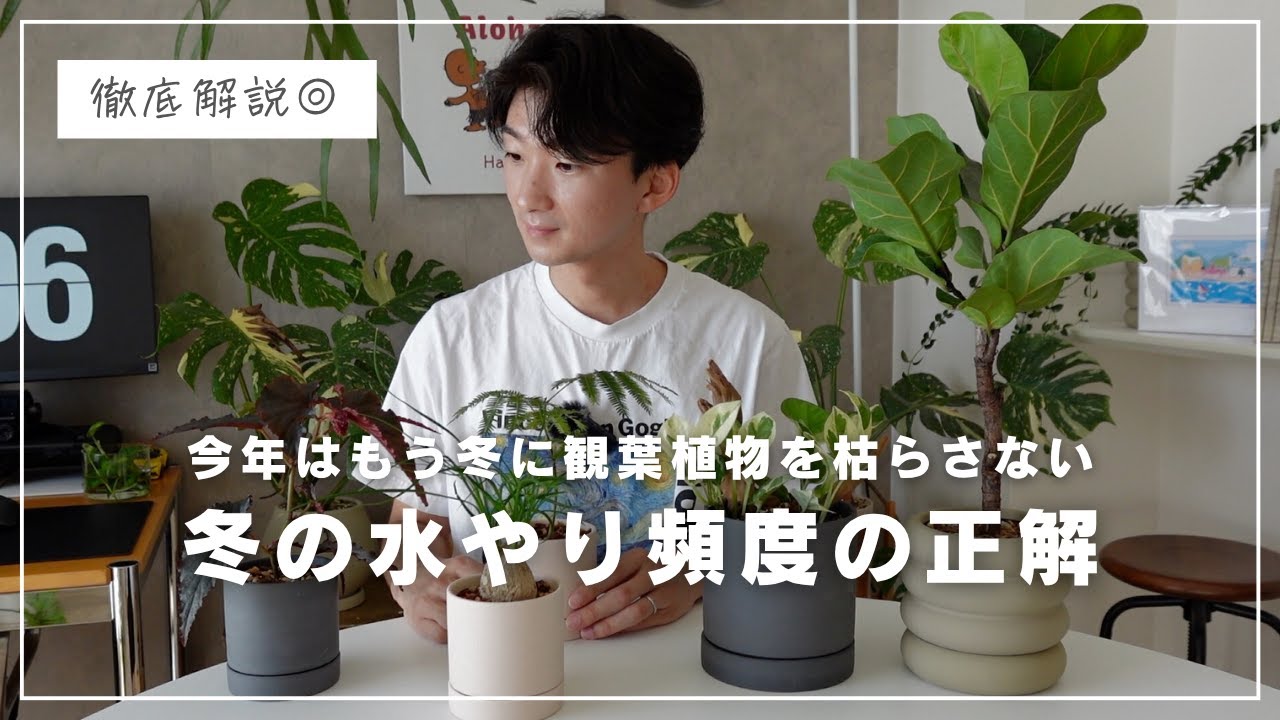 【初心者必見】冬に観葉植物を枯らさずに育てるための３つのコツ