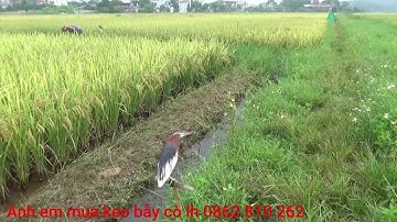 Cách bẫy cò di cư bằng keo? Anh em tham khảo keo đánh cò