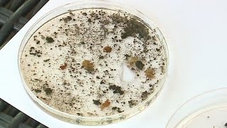 Georgetown student maps mosquitoes for NASA/UT summer internship program