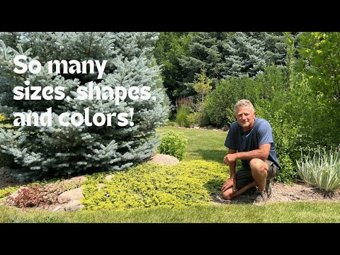 וִידֵאוֹ: Junipers For Zone 3 Gardens - Types of Cold Hardy Juniper Plants