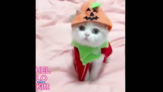 Cat Videos | 02 | Funny Videos 😻😻