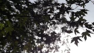 a Maple Tree Branch With Green Leaves Rustle in the Evening