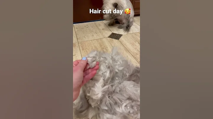 Video 2144991: himalayan persian, himalayan kitty, cut persian, haired persian, lion