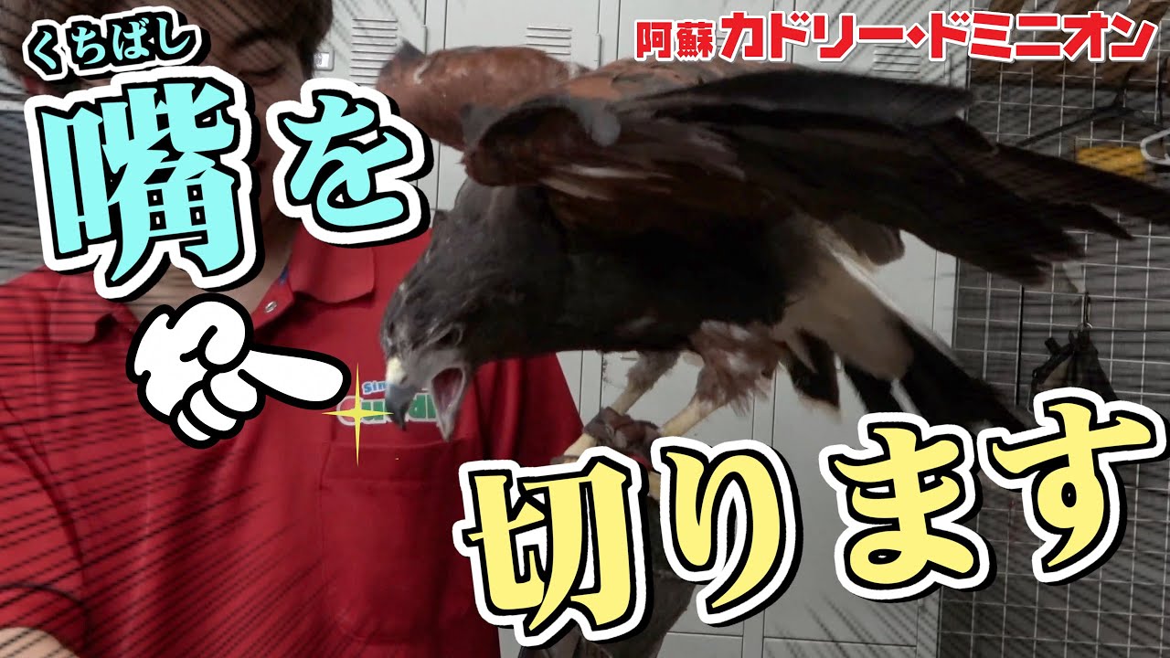 掴まれたら終わりの「鷹のクチバシ切り」を特別にお見せいたします。