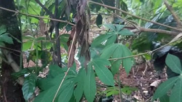 Dịch tiếng phổ thông ra tiếng dân tộc thái #tiếngdântộc