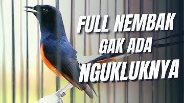 MURAI BATU GACOR FULL ISIAN TEMBAKAN MATERI MEWAH SANGAT AMPUH MELATIH MURAI BATU BONGKAR ISIAN