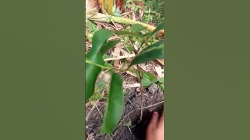 save trees 🌲🌳🌴save life #shortvideo #youtubeshorts #shorts #nature