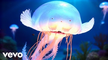 The Static Dive - Clareza (Official Music Video)