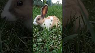 Adorable Rabbit। short shorts shortvideo  viral ytshorts viralshort bangla