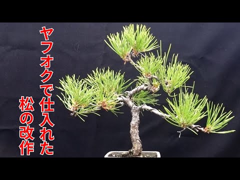 ヤフオクで購入した松の改作 - YouTube